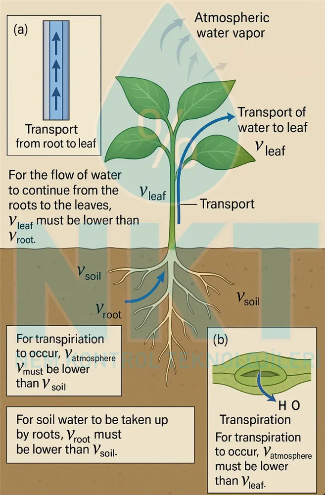 Plant transpiration mechanism
