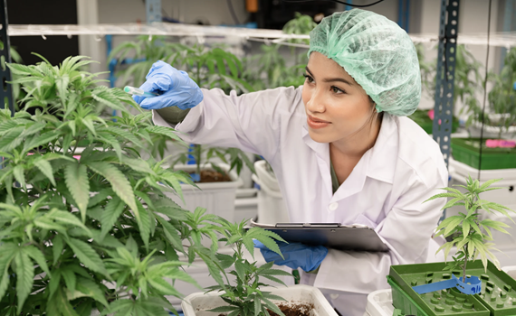 Cannabis (Kenevir) Yetiştiriciliğinde Nem Kontrolü: Kapsamlı Teknik Rehber