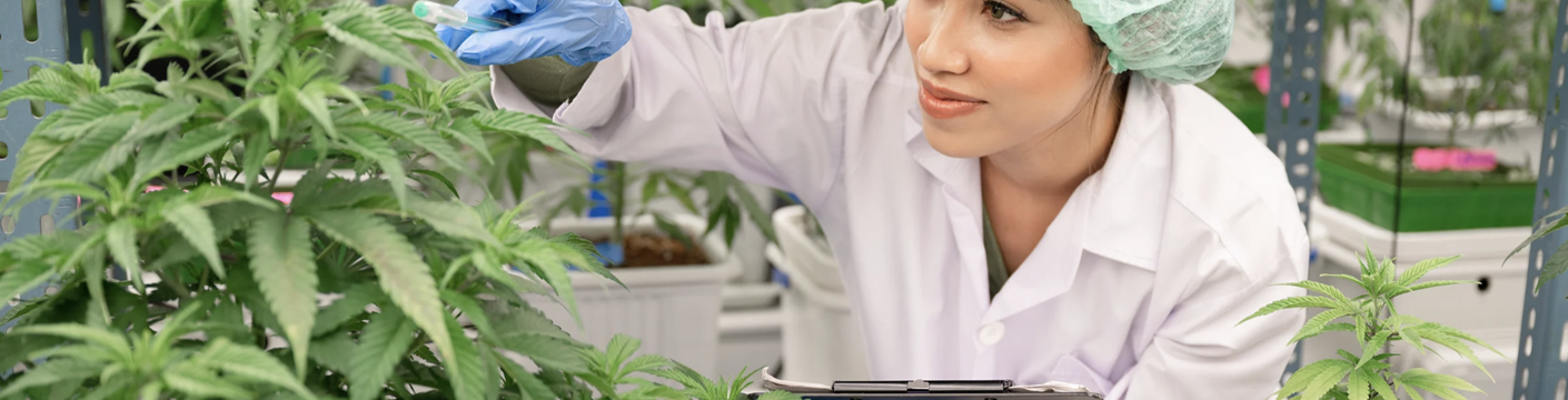 Cannabis (Kenevir) Yetiştiriciliğinde Nem Kontrolü: Kapsamlı Teknik Rehber