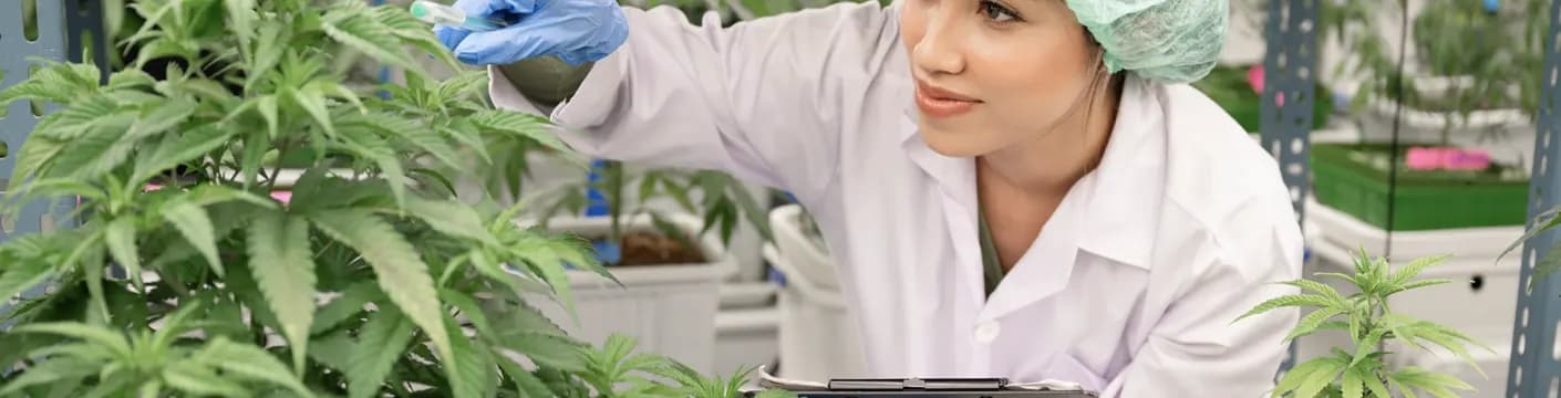 Industrial Hemp Drying: Comprehensive Technical Guide